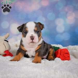 Bruno, Miniature Bulldog Puppy